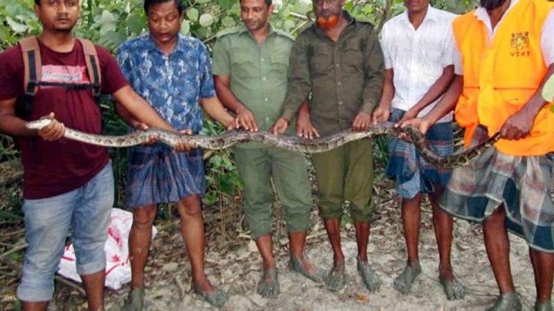 সুন্দরবনে ৯ ফুট লম্বা অজগর অবমুক্ত