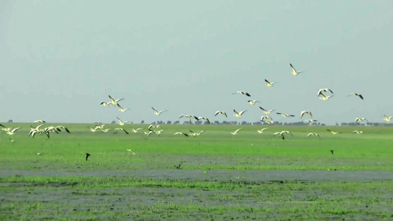 ভোলার চরাঞ্চল অতিথি পাখিদের কলকাকলীতে মুখরিত