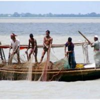 জাটকা আহরণে বিরত জেলেদের জন্য ২৬ হাজার মেট্রিক টন ভিজিএফ চাল বরাদ্দ