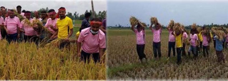 লালমনিরহাটে কৃষকের ধান কেটে দিয়েছেন যুবলীগের নেতাকর্মিরা